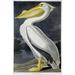 American White Pelican Poster Print by John James Audubon - 24 x 36 - Large