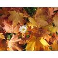 White Daisies Among Red Maple Leaves - 2000 Piece Wooden Jigsaw Puzzle - Educational Puzzle Suitable for Ages 14+