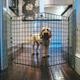 Freestanding Dog Barrier - 3 Panels 1.2m-H Room/Hallway Dog Fence Divider, Folding Dog Gate, Dog Fence for Indoors, Puppy Gate, Free Standing Dog Barrier, Adjustable Dog Stopper & Secure Pet Gate