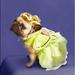 Disney Dog | Disney Tinker Bell Dog Pet Costume W/Wings & Wig Halloween | Color: Green | Size: Various