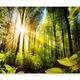 murando Photo Wallpaper Landscape 245x175 cm - Peel and Stick Self-Adhesive Foil Print Wall Mural Wand - Forest Landscape Green b-B-0248-a-a