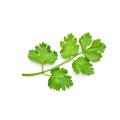 Herb Plants Coriander Six X Plug Plant Pack