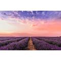 Purple Lavender Fields Under Pink Sky - 2000 Piece Wooden Jigsaw Puzzle - Puzzle Gift Modern Home Decor