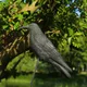 2023 Simulation schwarzer Rabe Vogel Krähe natürliche Stütze beängstigend Schädlings bekämpfung