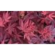 Japanese Maple (Acer Palmatum) 9cm Potted Plant, Only,Two