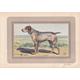 Rare! 1931 BRAQUE CHARLES X Print - Original Antique Hunting Dog Print - Animal Wall Art - Dog Wall Art - 92 Yrs Old - 11 x 7.75 Inches