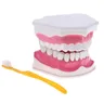 2 pezzi materiale in PVC grande modello di denti umani con denti da denti denti dentista aula
