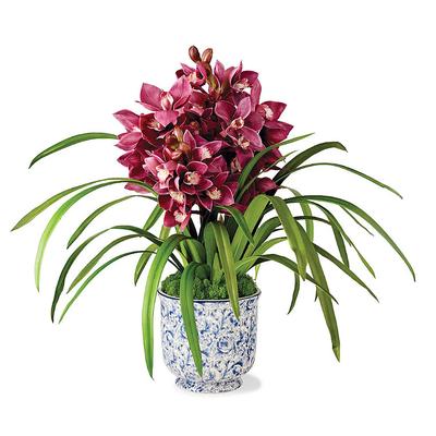 Cymbidium Orchid in Cache Pot - Frontgate