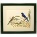 Audubon Bluebird Bird Print 10x12 Wildlife Wall Decor Framed Print