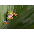 IDEA4WALL Curious Red Eyed Tree Frog Hiding in Background Leaves Removable Self Adhesive Large Wallpaper Vinyl in Green | 96 W in | Wayfair