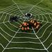 5 FT Giant Round Spider Web - Halloween Decorations - Props Scary Halloween Yard Door & Outdoor Decor White 7 Circles