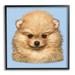 Stupell Industries Az-219-Framed Pomeranian Face On by Vincent Hie Canvas in Blue | 17 H x 17 W x 1.5 D in | Wayfair az-219_fr_17x17