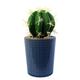 Ceramic Blue Stripe Planter with Artificial Cactus