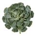 Silk Plant Nearly Natural 13 Giant Echeveria Succulent Pick Artificial Plant (Set of 2)