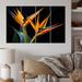 Design Art Birds of Paradise Flowers II - Floral Metal Wall Art Set Metal in Black/Orange | 28 H x 48 W x 1 D in | Wayfair MT67009-271