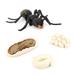 Simulation Ants Animal Life Cycle Insect Growth Cycle Model Life Educational Black Ants