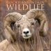 Willow Creek Press Mountain Wildlife Monthly 2024 Wall Calendar (12 X 12 )