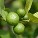 Thompson & Morgan Citrus Tree Lime 5 Litre Pot x 1