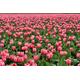 AmsoAn Pink Tulip Flower Sea 5000 Piece Wooden Puzzle Educational Game Jigsaw Puzzle Puzzles Games for Adults, Teenagers