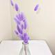 20 Bright coloured Bunny tails, Lilac Bunny tails, Easter Flowers, Bunny tail Bunch, Mini Spring Bouquet, Orange Bunny Tails, Purple, yellow