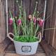 Faux frittillaria tin planter