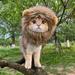 MeijuhugaF Cute Lion Style Dog Cat Hat Super Soft Breathable Friendly to Skin Lightweight Novelty Pet Hat Headwear Photography Prop