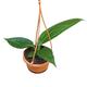 15 cm Anthurium Big Bill House Plant 10,5 cm Pot