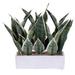 Primrue 15" Artificial Light Green Snake Plant in 12 x 4.1 x 3.6" White Rectangular Cement Pot. Plastic in Black | 15 H x 10 W x 19 D in | Wayfair