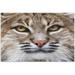 Red Bobcat Female Oil Painting Style 500 Piece Jigsaw Puzzle Wall Artwork Puzzle Games for Adults Teens 20.5 L X 14.9 W Die-Cut Puzzle Pieces Are Easy To Handle