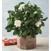 4" Gardenia, Blooming Plants, Flowers by Harry & David