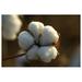 Cotton Seed Pure White 1 Pound Over 3500 Seeds