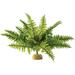 Exo Terra Reptiles Amphibians Boston Fern Terrarium Plant Medium