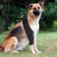 Protège-cuisses pour chien ceinture de soutien ajustable fixation post-opératoire pour grands