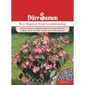 BIG-Begonie Rosa Dunkellaubig, einjährig, 100cm Dürr Samen top