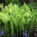 Hosta fortunei var. albopicta | White-painted Plantain Lily | Bare Root Plant