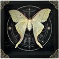 Real Butterfly Luna Moth Framed Insect Dried Shadow Box Taxidermy Astronomy Moon Phase Artwork Gothic Witch Wall Display Victorian Goth Oddity Hanging Wall Living Room Home Tabletop Office K22-33-AS2