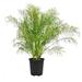 Phoenix Roebelenii - Miniature Pygmy Date Palm - Large Live Tree - Beautiful Patio Plant