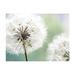 Floral Botanical Non-pasted Wallpaper Wall Mural - Two Dandelions