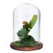 Sehao Kitchen gift Simulated Micro-Landscape Of Succulent Glass Cover Dust-Proof Creative Ornament Novelty Lighting class C
