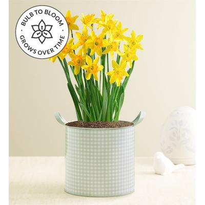 1-800-Flowers Plant Delivery Delightful Daffodils Bulb Garden Large Plant