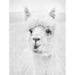 Dakota Fields Clover The Alpaca On Canvas by Lori Deiter Print Canvas in White | 36 H x 24 W x 1.25 D in | Wayfair 1A9971BBB34B4CB2BCD29A0594D91FF4