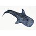 Breakwater Bay Shark Whale 1 by Stellar Design Studio - Wrapped Canvas Print Canvas in White | 24 H x 36 W x 1.25 D in | Wayfair