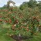 Thompson&morgan - Apple (Malus) Family Tree (M26) 1 bare root plant Tree