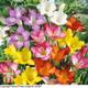 Thompson&morgan - Scented Freesia Mixed 200 Bulbs