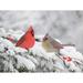 The Holiday Aisle® Cardinals in Snow by Lori Deiter - Wrapped Canvas Print Metal in Red/White | 32 H x 48 W x 1.25 D in | Wayfair