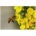 Wellsay Bee Flowers 1000 Piece Jigsaw Puzzle Wall Artwork Puzzle Games for Adults Teens 29.5 L X 19.7 W