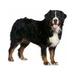 Round ~ Bernese Mountain Dog ~ Dog Breed ~ Edible Cake/Cupcake Topper - D6604