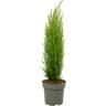 Plant In A Box - Cupressus sempervirens - Cyprès de Toscane - Pot 19cm - Hauteur 60-80cm