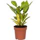 Bloomique - Codiaeum variegatum 'Sunny Star' - Croton par pièce - Plante d'intérieur dans le pot de
