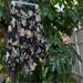 Ralph Lauren Skirts | Lauren By Ralph Lauren Black Floral Asymmetric Silk Sheer Lined Skirt | Color: Black | Size: M